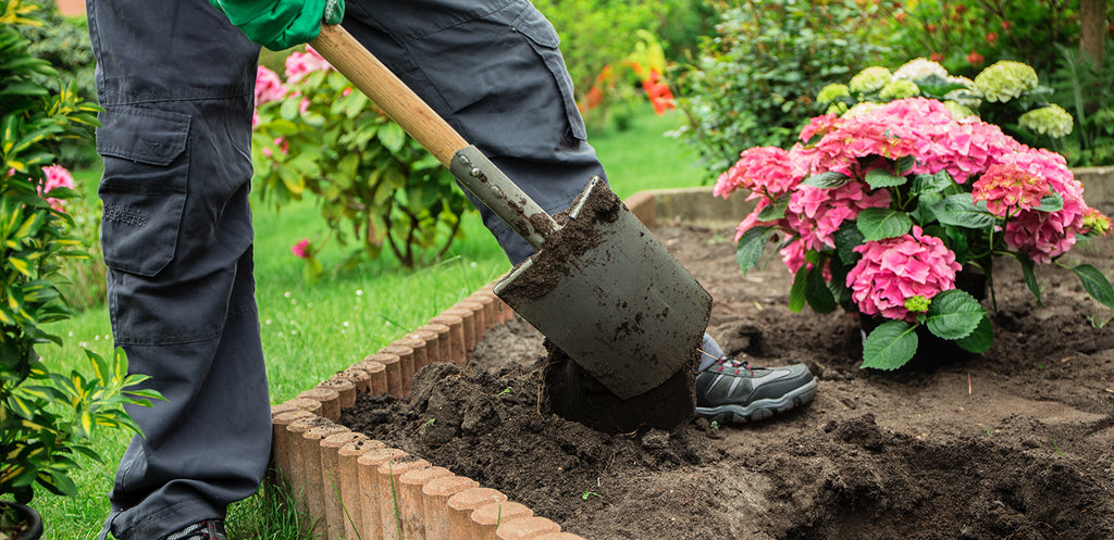 Hydrangeas 101: A Complete Guide to Growing and Caring