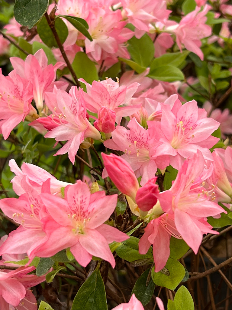 Hampton Beauty Azalea