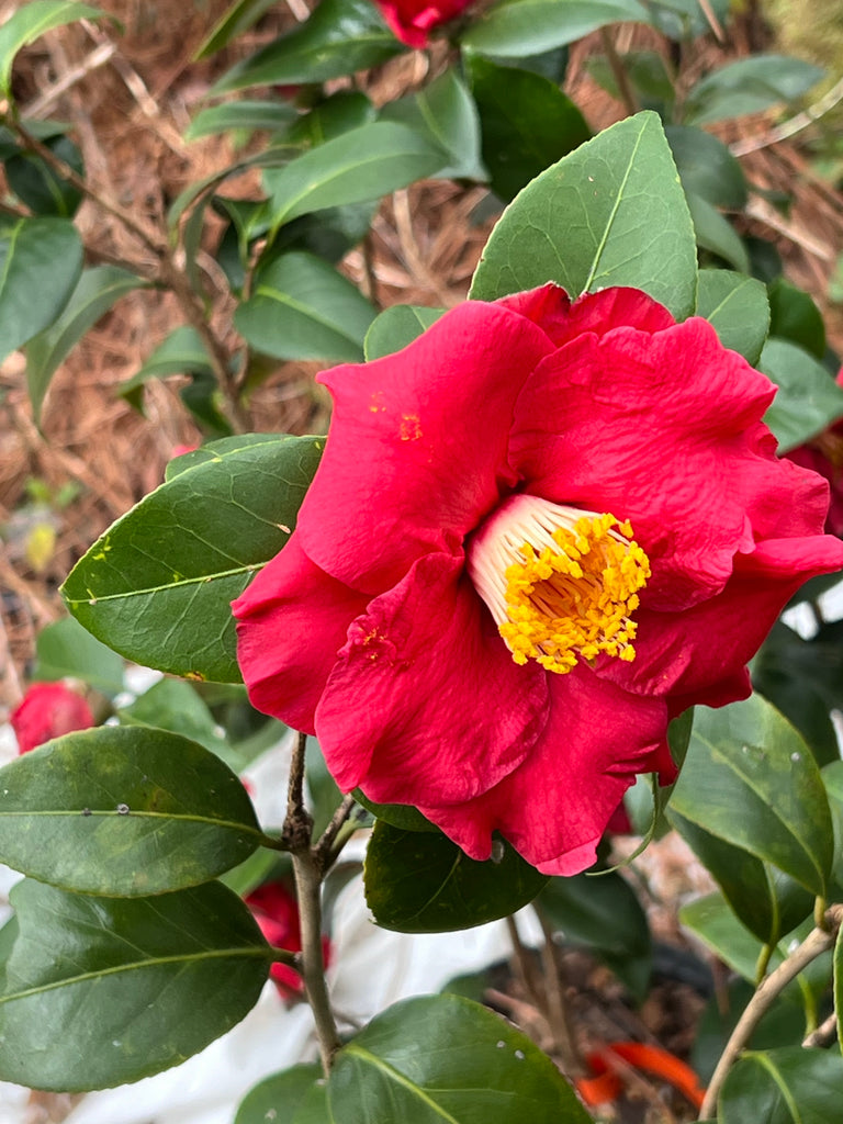 Camellia Dr J.C. Raulston