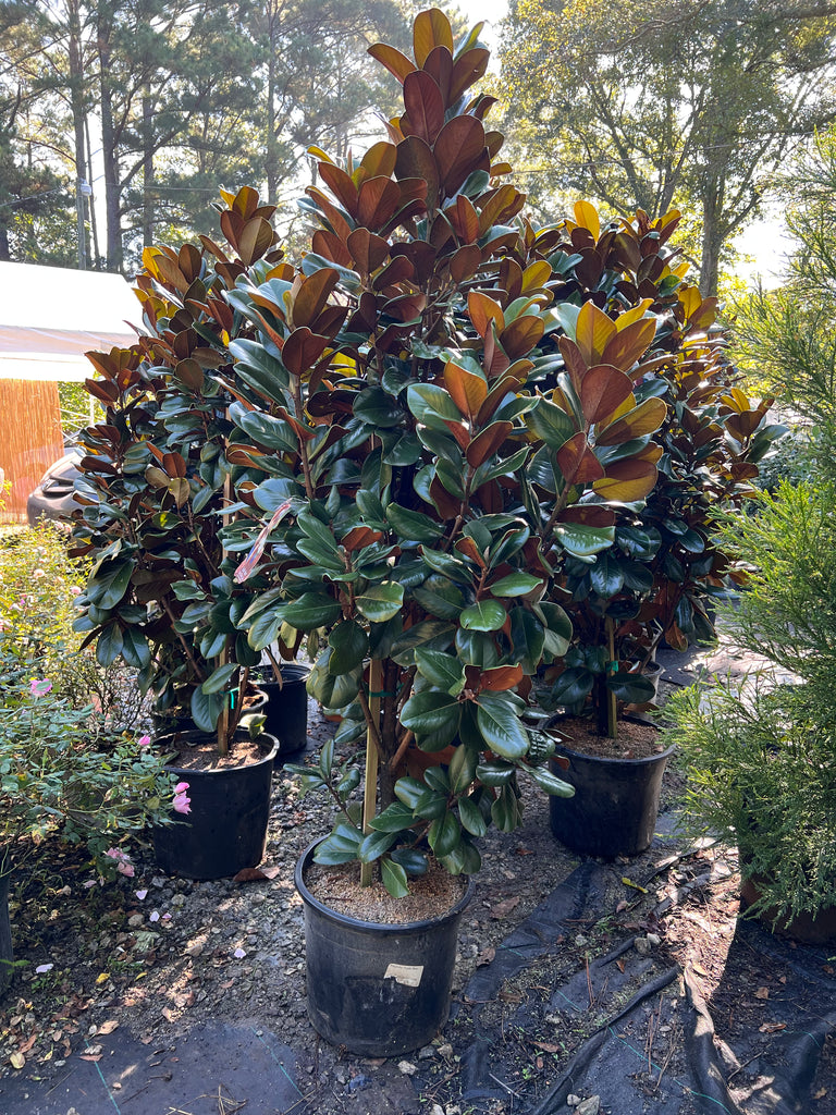 Teddy Bear Magnolia Tree