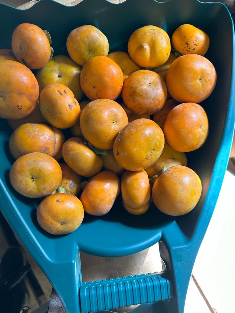 Fuyu Japanese Persimmon