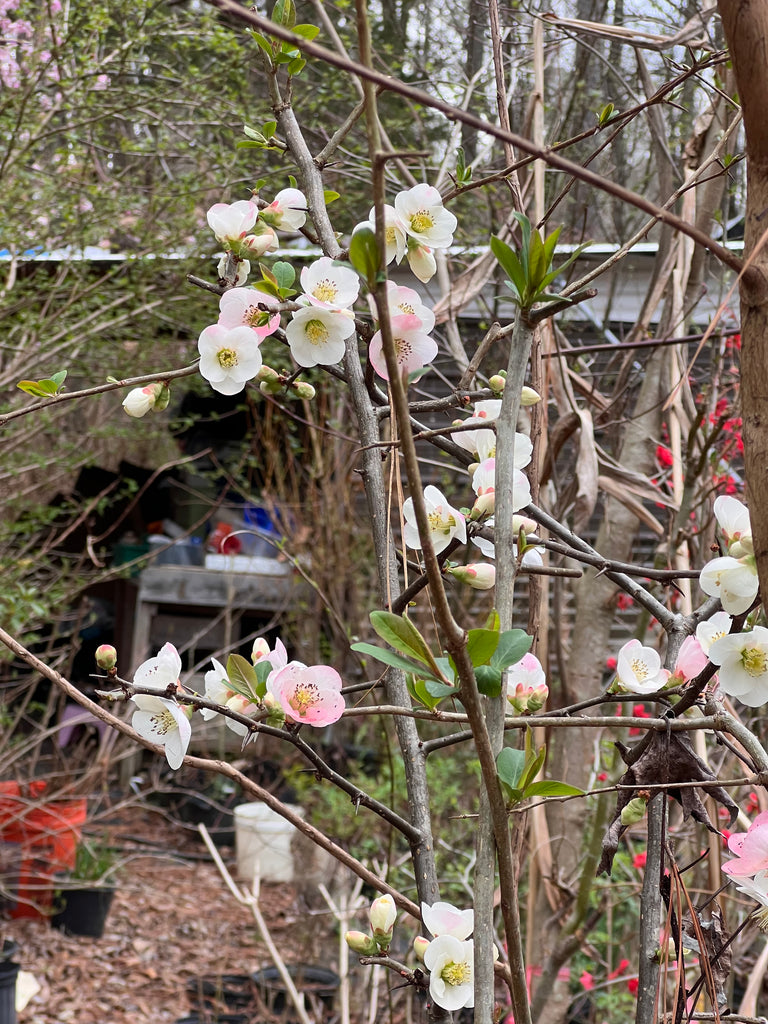 Toyo-Nishiki Flowering Quince