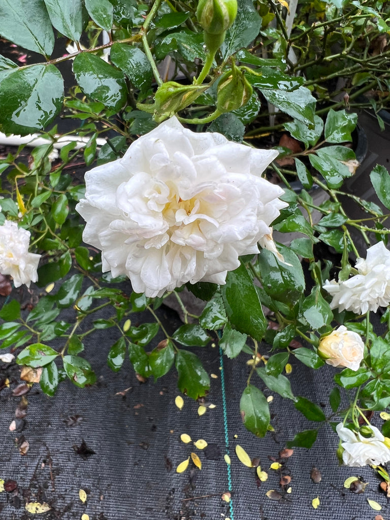 White Drift Rose