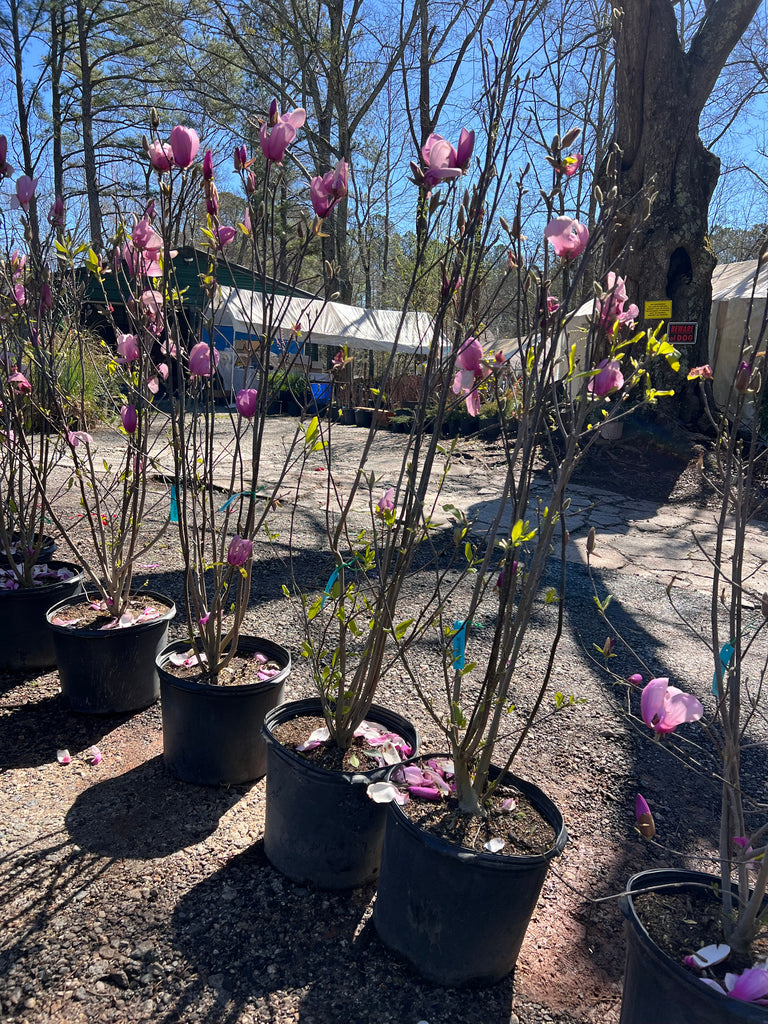 Jane Magnolia Tree