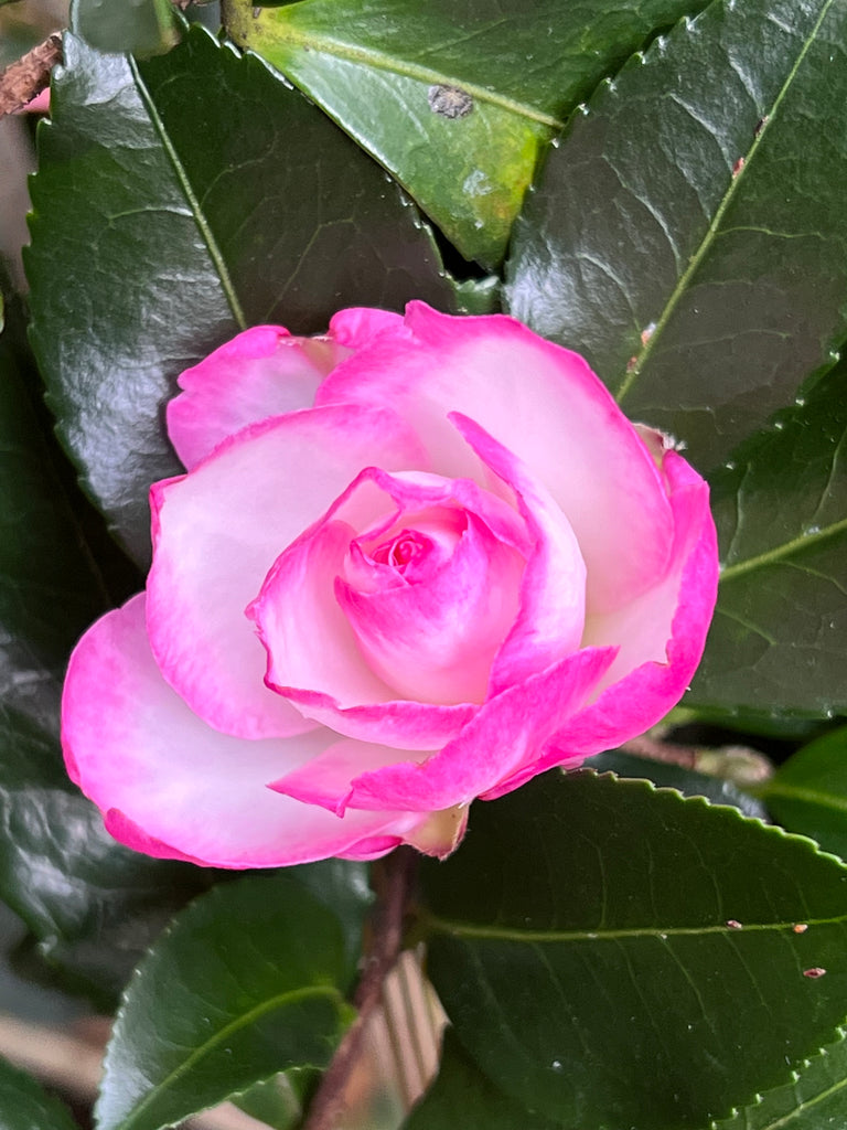 Bob's Supreme Camellia