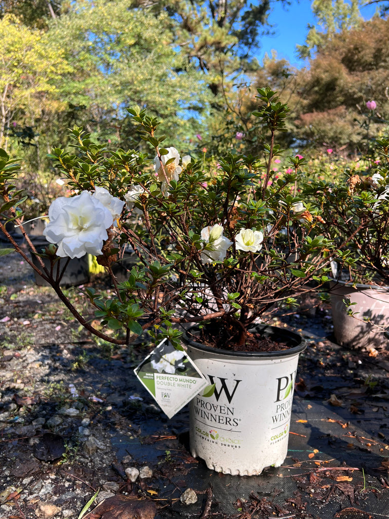 Perfecto Mundo Double White Reblooming Azalea