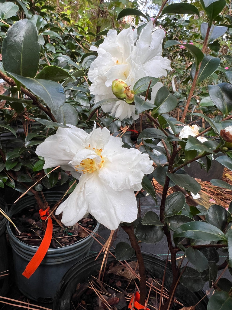 Mine-No-Yuki Camellia-Elegant Snow