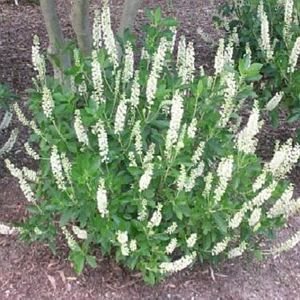 Hummingbird Clethra