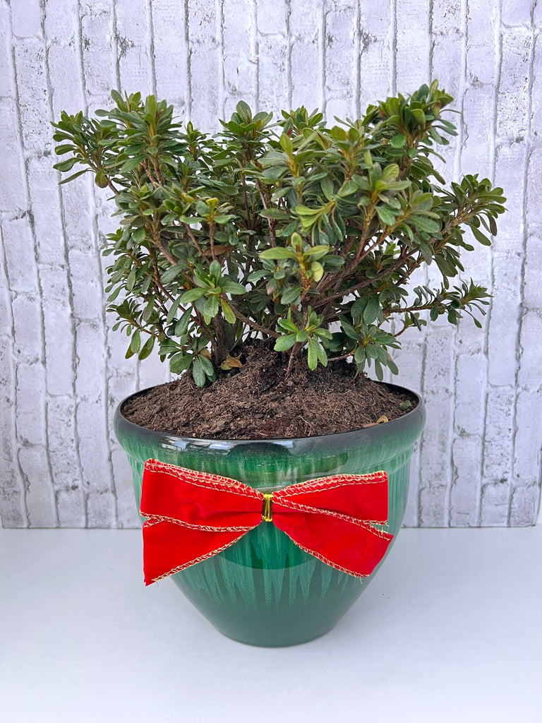 Gorgeous Azalea Bonsai - Live Plant