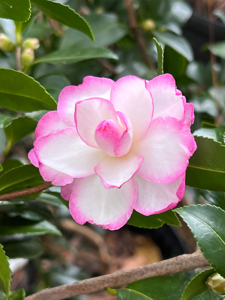 Bob's Supreme Camellia