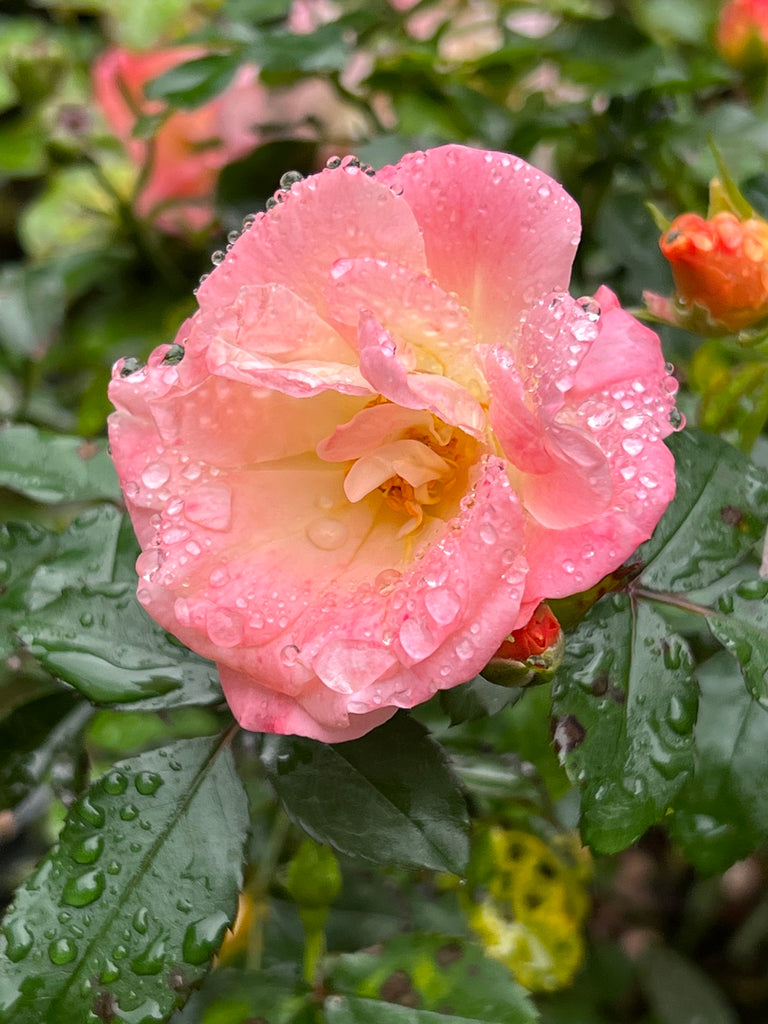 Peach Drift Rose