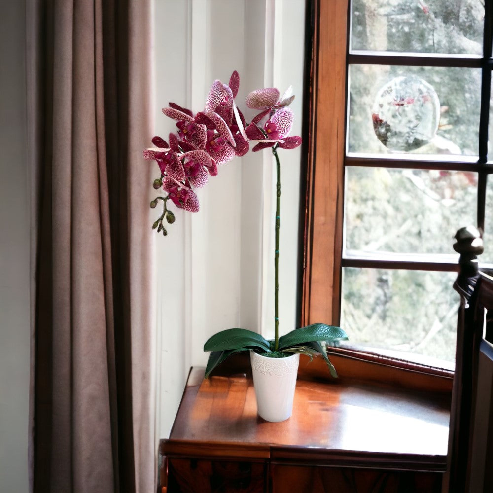 Gorgeous Variegated Orchid with 9 Flowers in Ceramic Pot