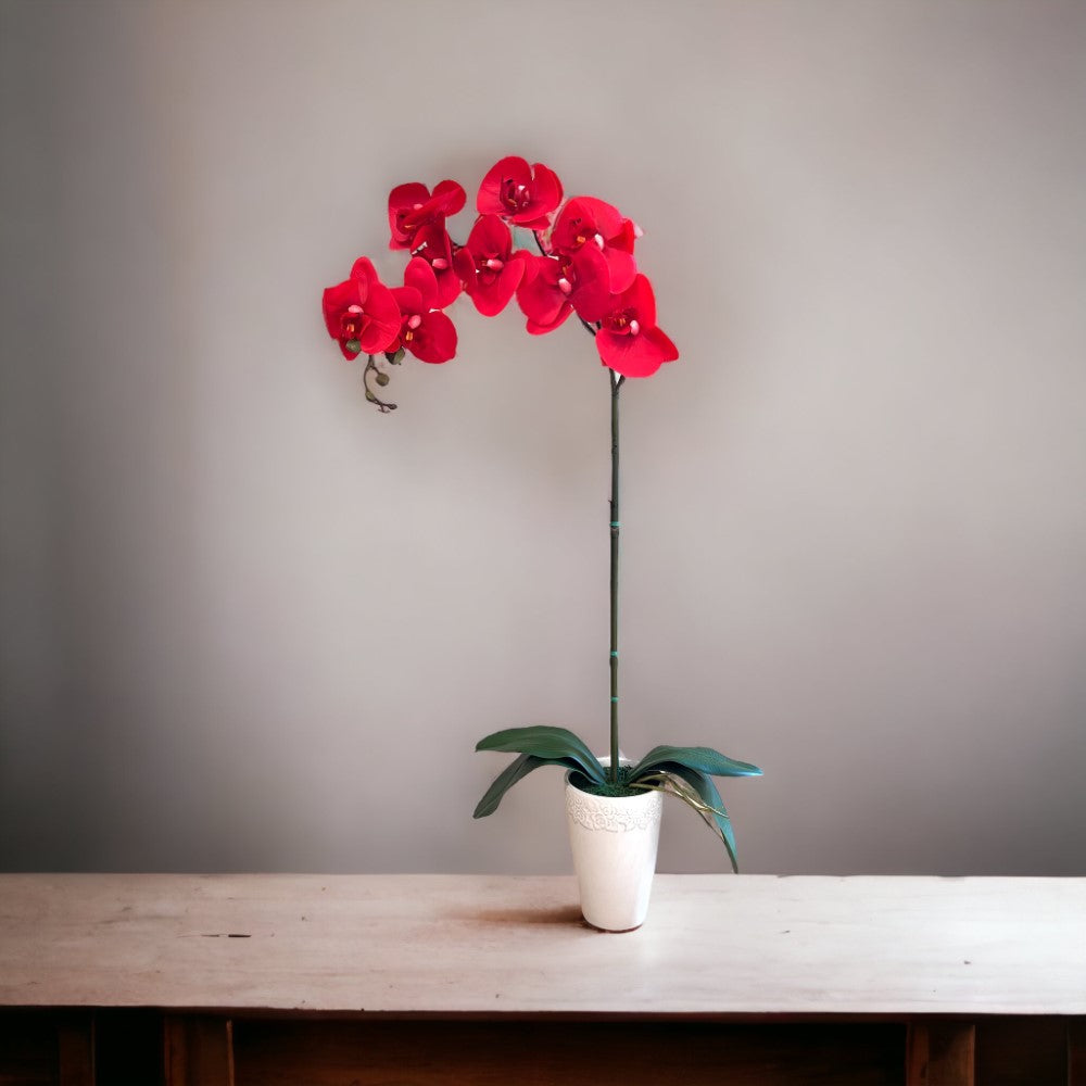 Gorgeous Real Red touch Orchid with 9 Flowers in Ceramic Pot