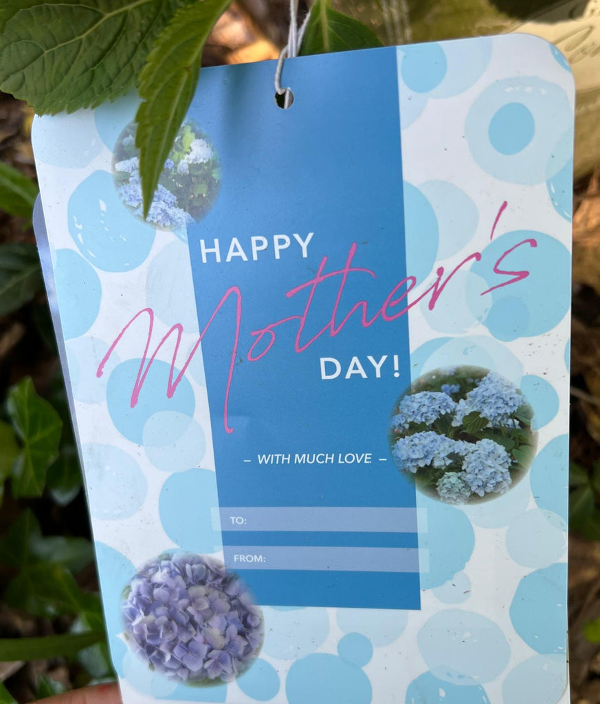 Alluring Pot/Planter with Happy Mother's Day Greeting card tag|Our planters are made of Galvanized Metal to make them heavy duty and durable. The pots are ideal to keep your nursery plants indoors and outdoors to enhance your home decor