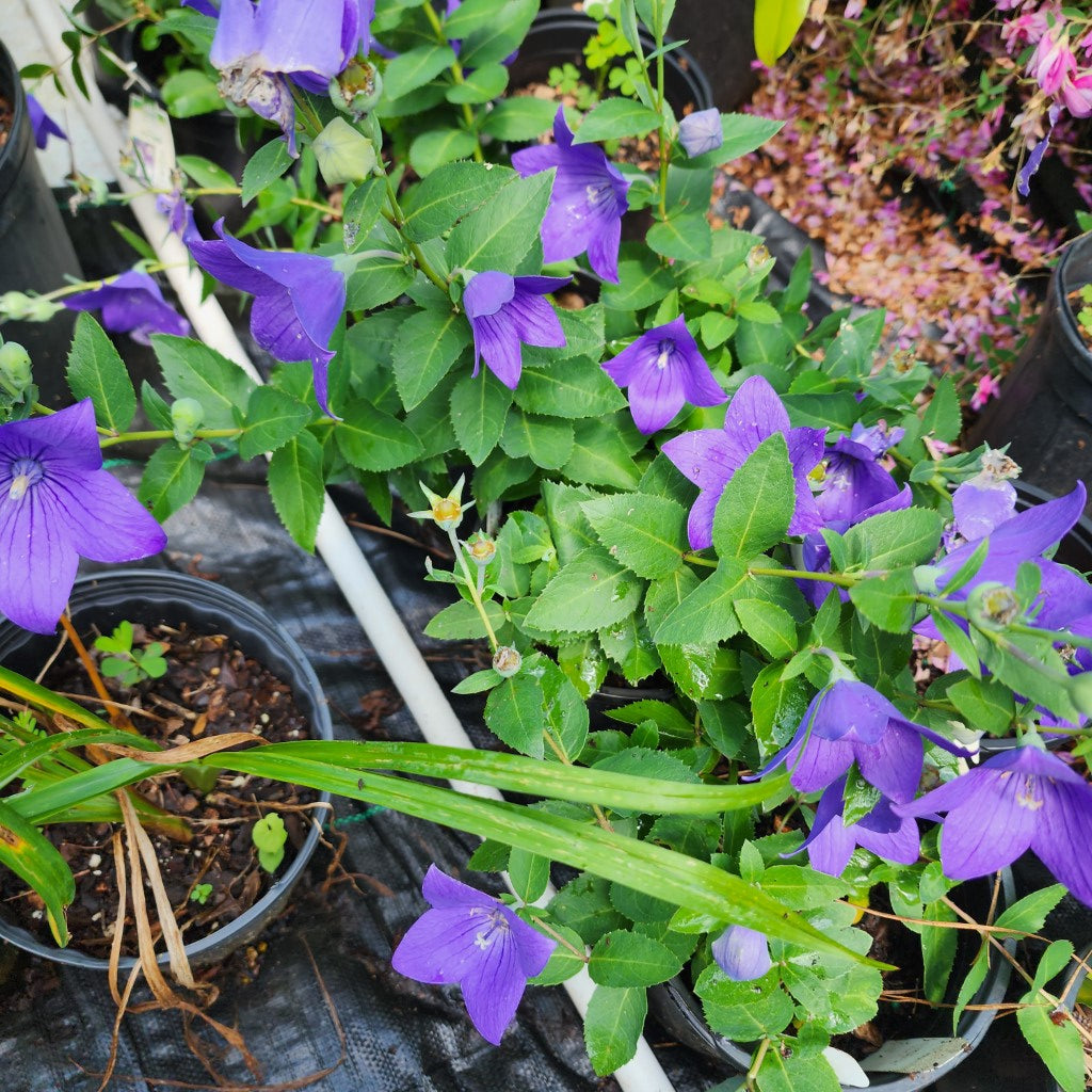 Platycodon Grandiflorus Balloon Flower