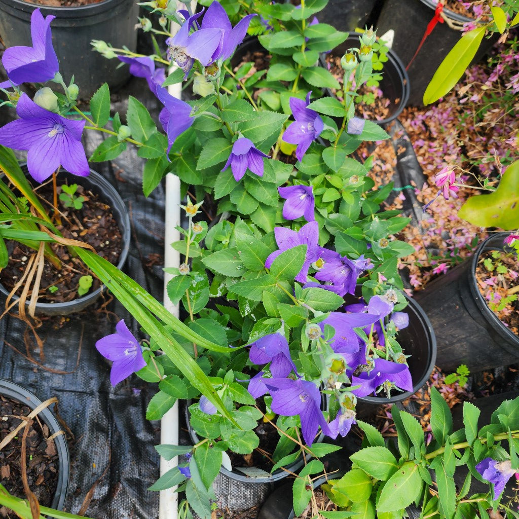 Platycodon Grandiflorus Balloon Flower