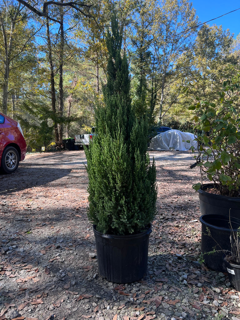 Blue Point Juniper (Christmas Tree)