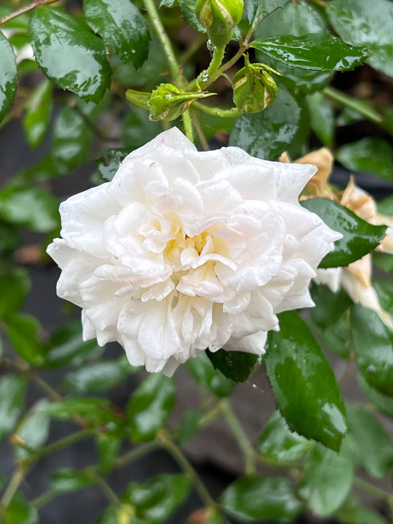 White Drift Rose