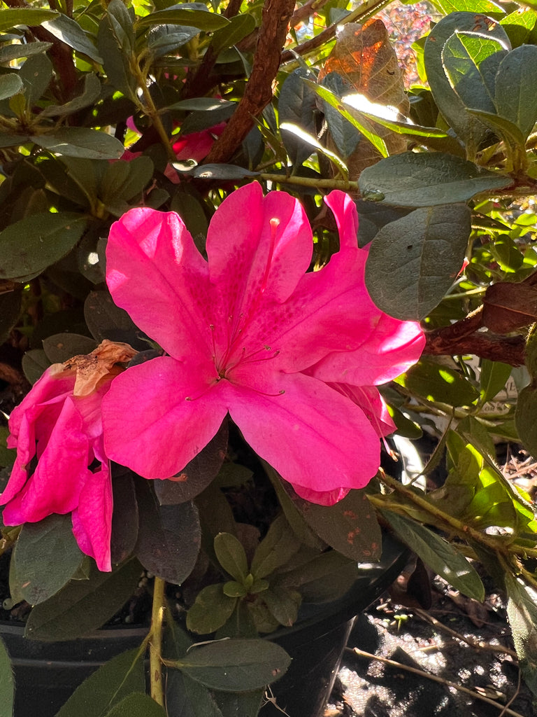 Autumn Sangria Encore Azalea