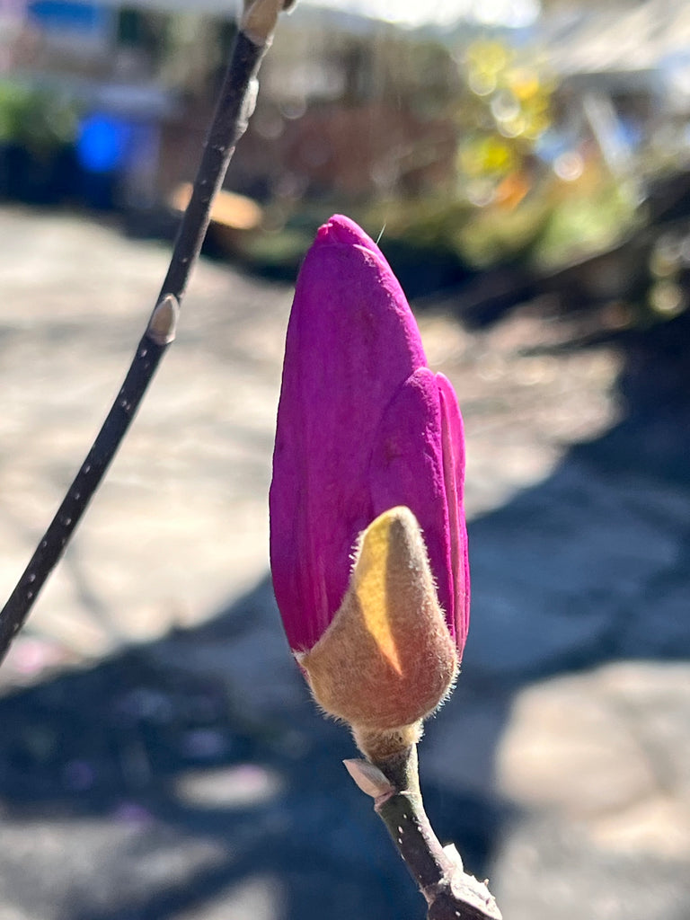 Jane Magnolia Tree