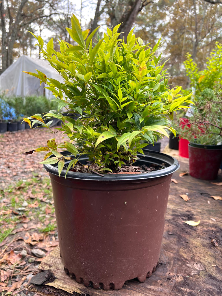 Nandina Domestica Alba 'Lemon Lime