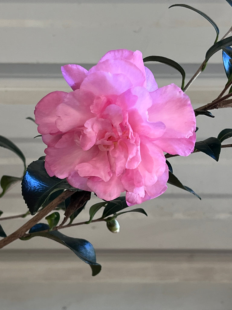 Stephanie Golden Camellia