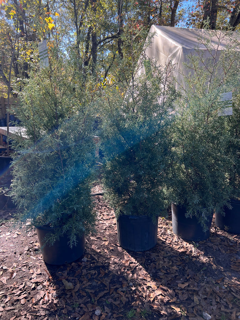 Carolina Sapphire Cypress Christmas Tree