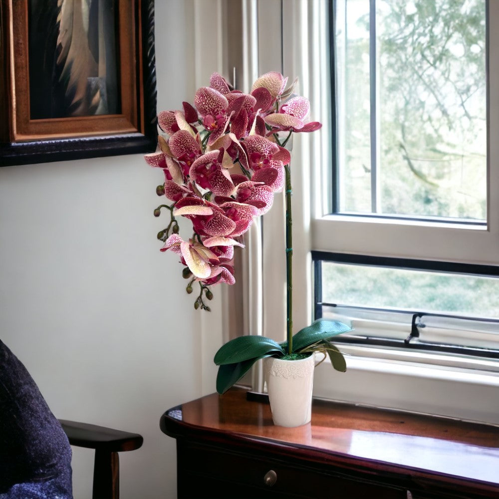 Gorgeous Variegated Orchid with 9 Flowers in Ceramic Pot