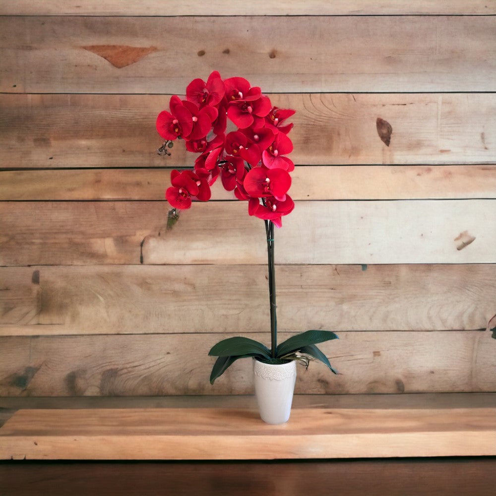 Gorgeous Real Red touch Orchid with 9 Flowers in Ceramic Pot