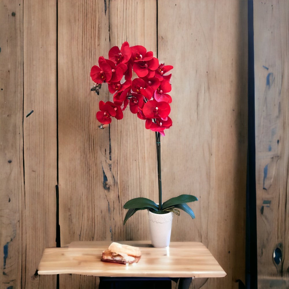 Gorgeous Real Red touch Orchid with 9 Flowers in Ceramic Pot