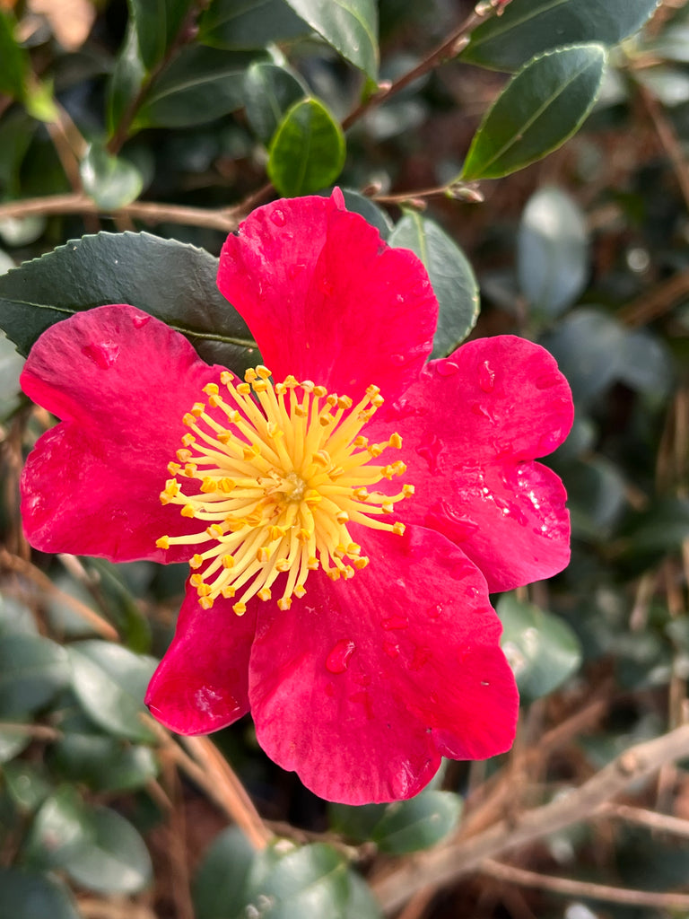 Camellia Yuletide-Brilliant Red Blooms with Yellow Center