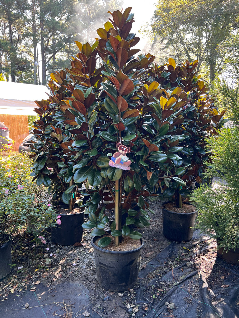 Teddy Bear Magnolia Tree