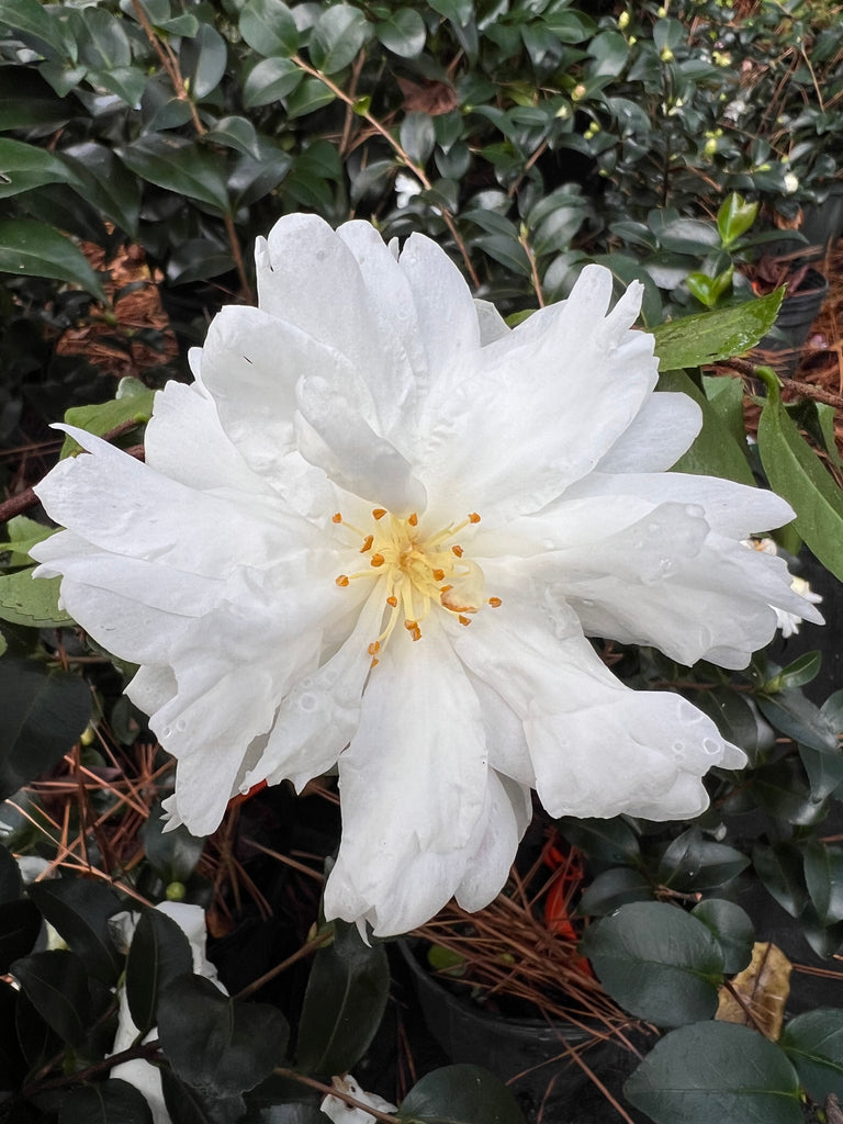 Mine-No-Yuki Camellia-Elegant Snow