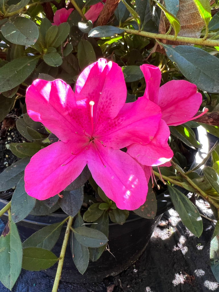 Autumn Sangria Encore Azalea