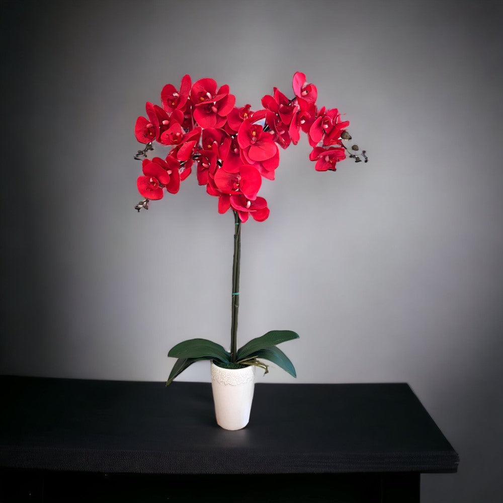 Gorgeous Real Red touch Orchid with 9 Flowers in Ceramic Pot