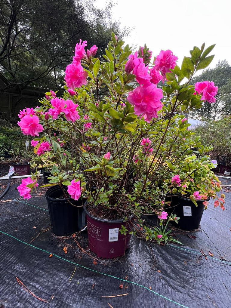 Autumn Carnation Encore Azalea