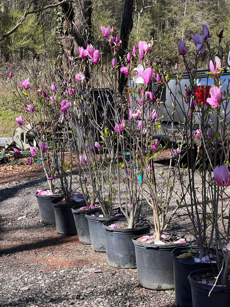 Jane Magnolia Tree