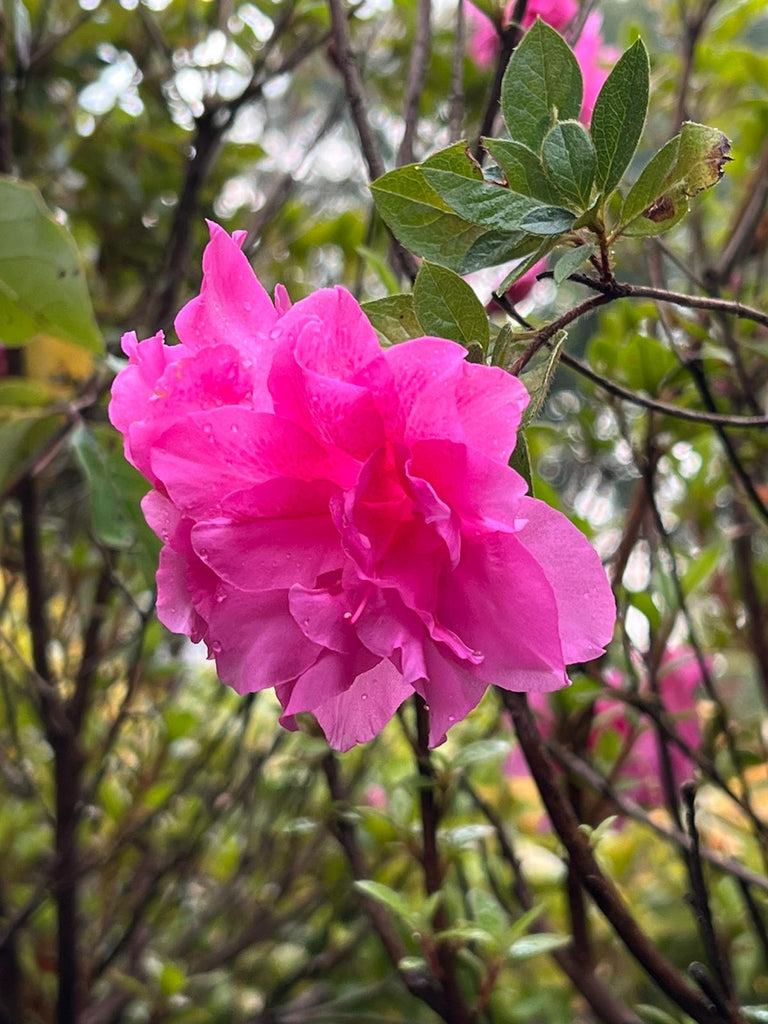 Autumn Carnation Encore Azalea