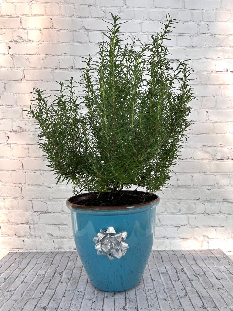 Rosemary Chef's choice Christmas Tree