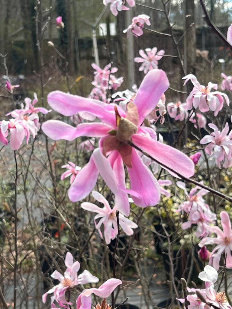 Leonard Messel Magnolia Tree