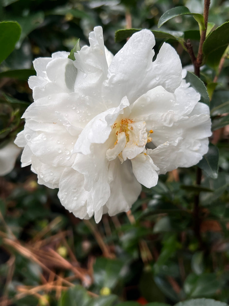 Mine-No-Yuki Camellia-Elegant Snow