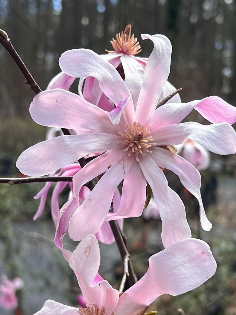 Leonard Messel Magnolia Tree