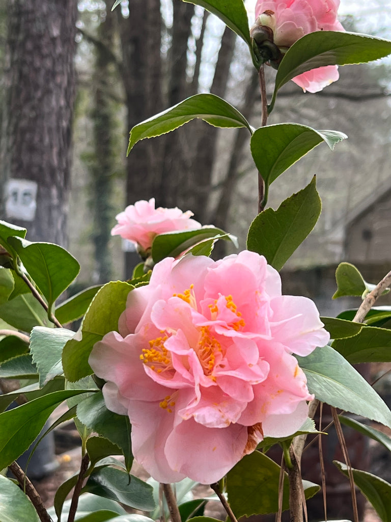 King's Ransom Camellia