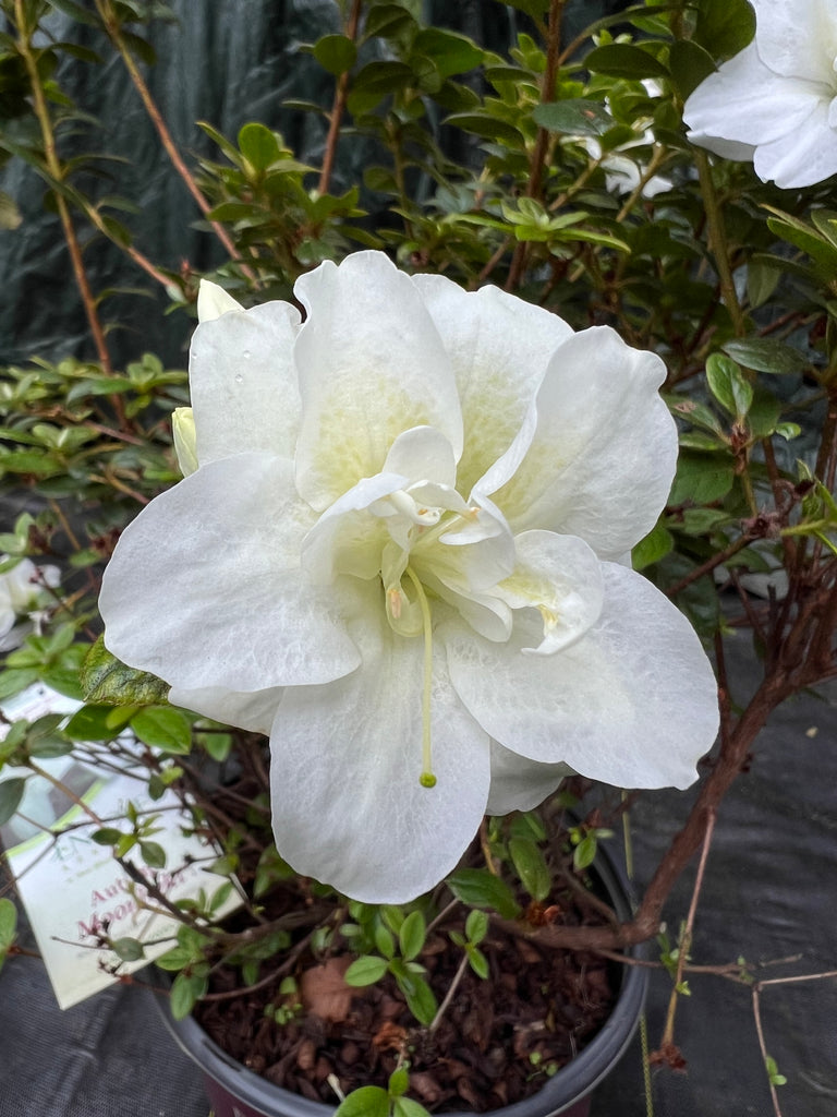 Autumn Moonlight Encore Azalea