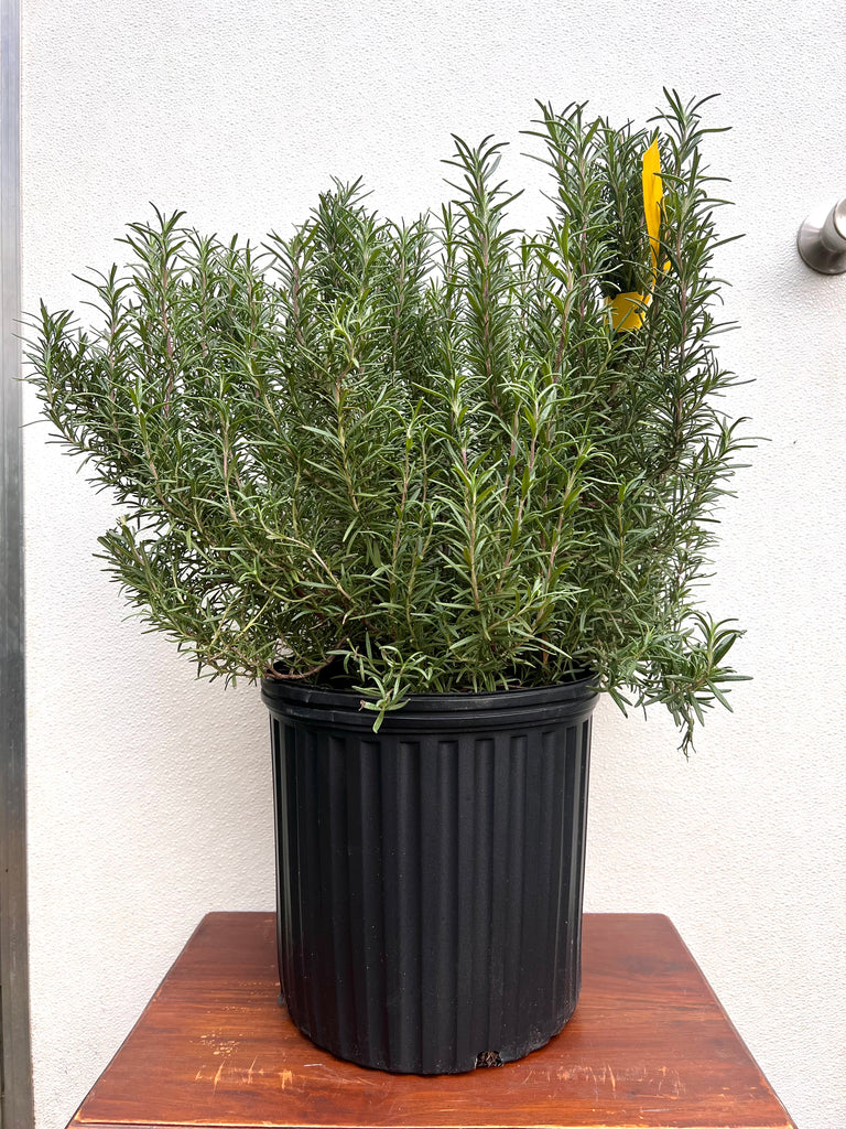 Rosemary Athens Blue Christmas Tree