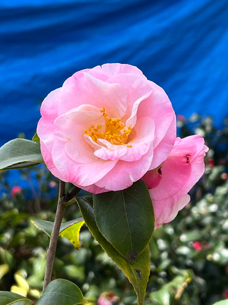 Camellia Dr Tinsley-Elegant Shell Pink Flowers Blooms