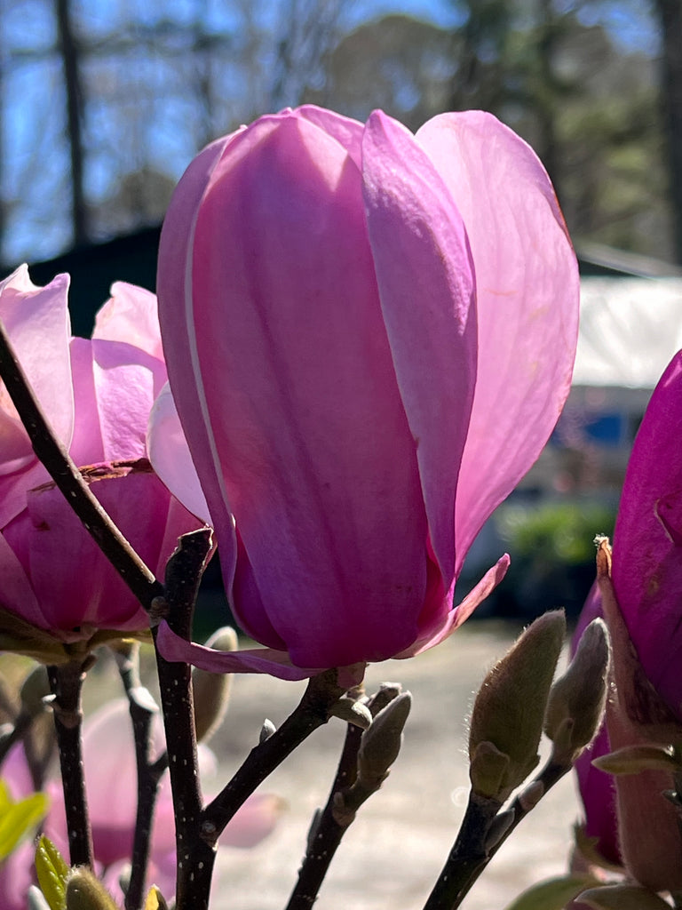 Jane Magnolia Tree