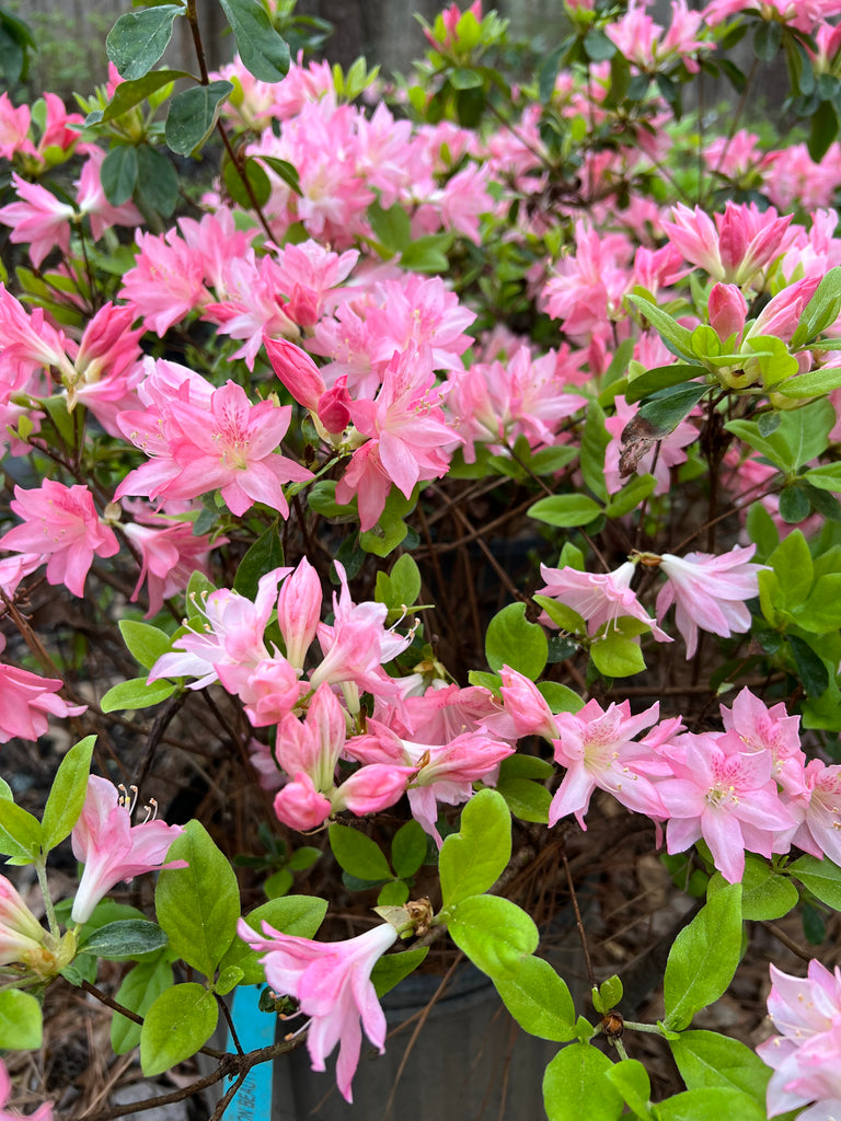 Hampton Beauty Azalea