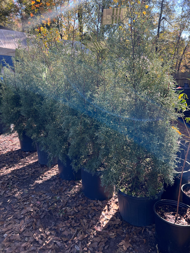 Carolina Sapphire Cypress Christmas Tree