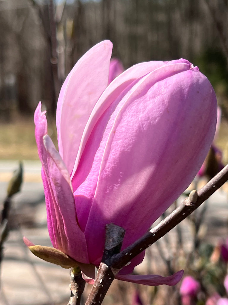 Jane Magnolia Tree